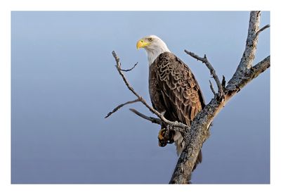 American Bald Eagle