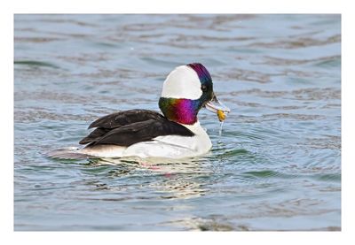 Bufflehead Drake
