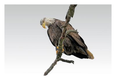 American Bald Eagle