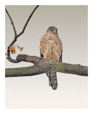 Cooper`s Hawk