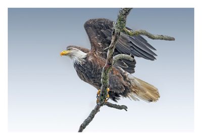 American Bald Eagle