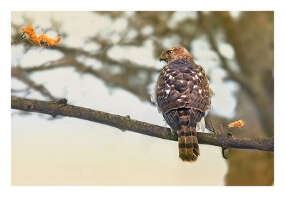 Cooper`s Hawk