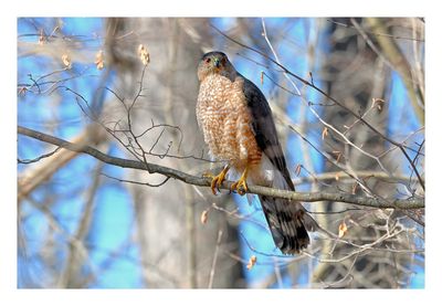 Cooper`s Hawk