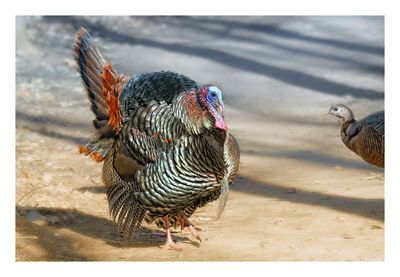 Wild Turkey
