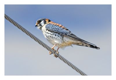 American Kestrel