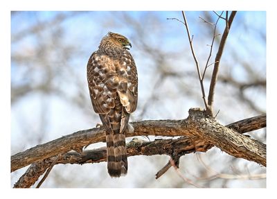 Cooper`s Hawk