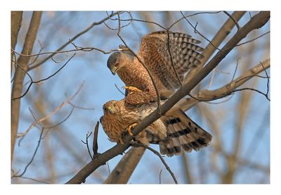 Cooper`s Hawk