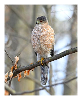 Cooper`s Hawk
