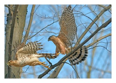 Cooper`s Hawk