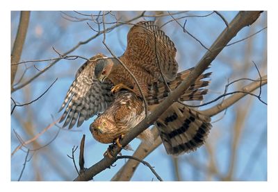 Cooper`s Hawk