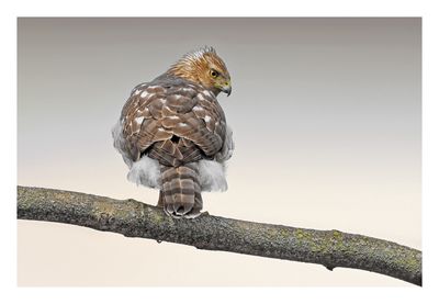 Cooper`s Hawk