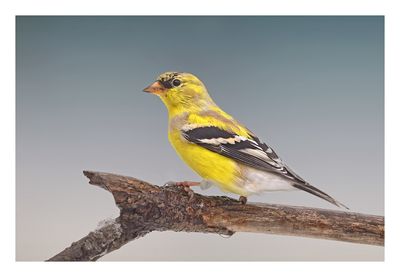 American Goldfinch
