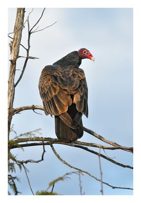Turkey Vulture
