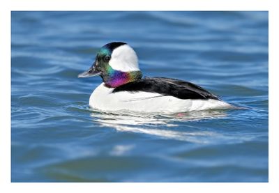Bufflehead Drake