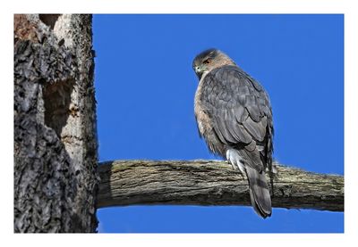 Cooper`s Hawk
