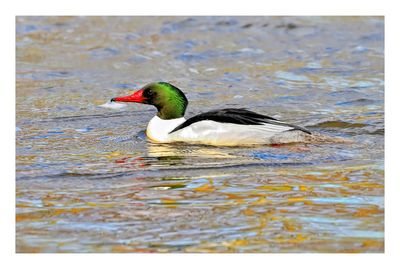 Common Merganser