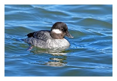 Bufflehead 