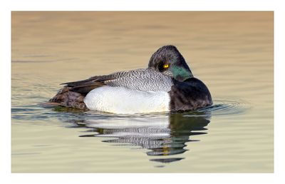 Lesser Scaup