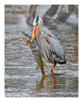 Great Blue Heron