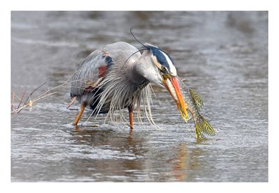 Great Blue Heron