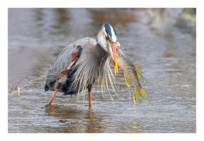 Great Blue Heron