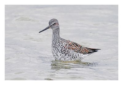 Greater Yellowlegs