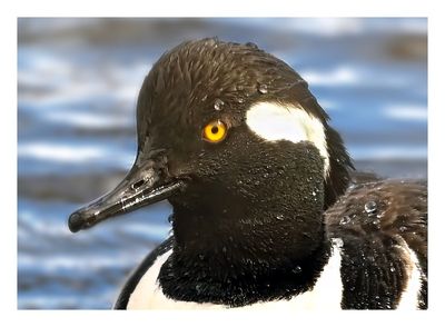 Hooded Merganser
