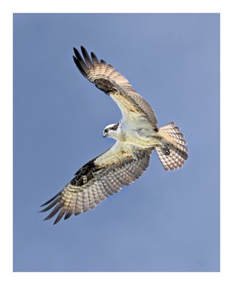 Osprey