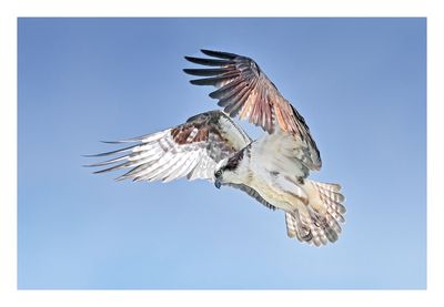 Osprey