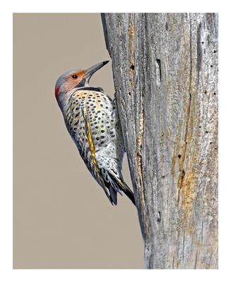 Northern Flicker