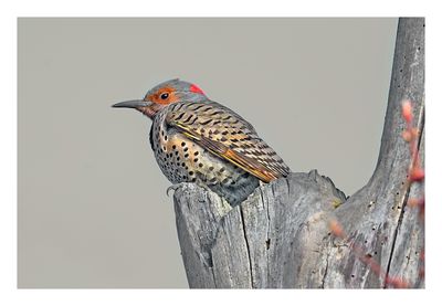 Northern Flicker