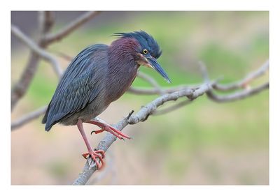 Green Heron