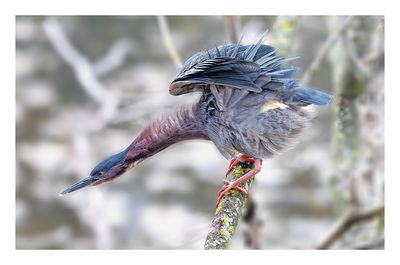 Green Heron