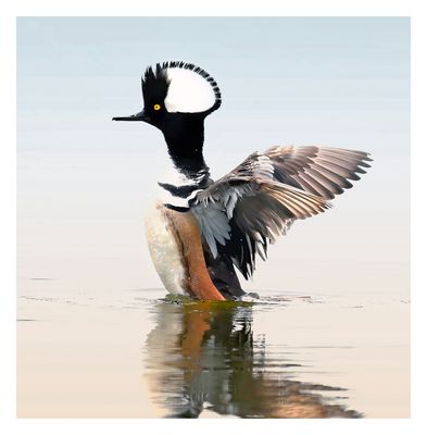 Hooded Merganser