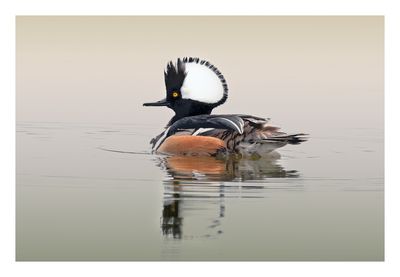 Hooded Merganser