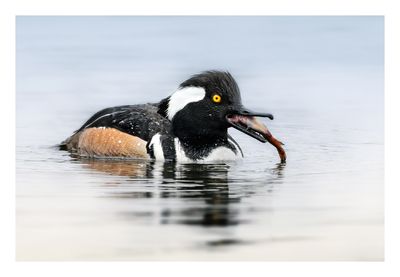 Hooded Merganser