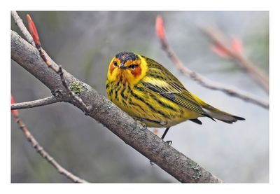 Cape May Warbler