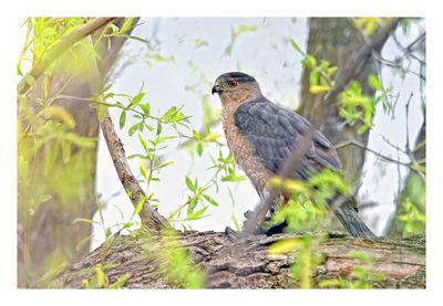Cooper`s Hawk