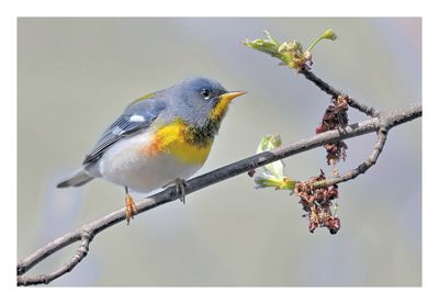 Northern Parula