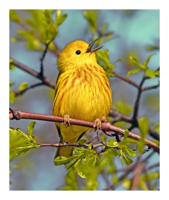 Yellow Warbler