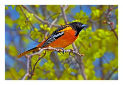 Baltimore Oriole