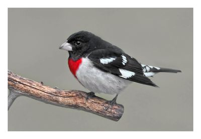 Rose breasted Grosbeak