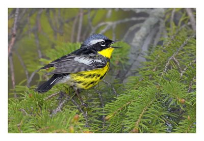 Magnolia Warbler