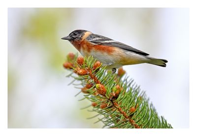 Bay-breasted Warbler