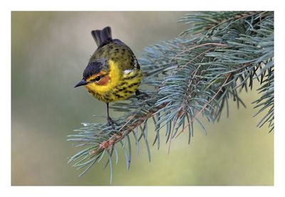 Cape May Warbler