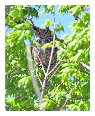 Great Horned Owl
