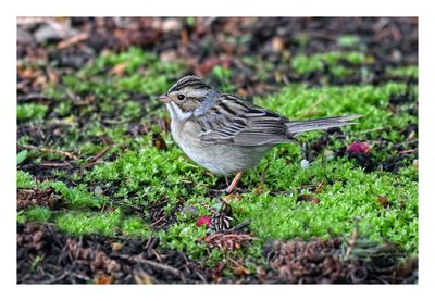 Clay-colored Sparrow