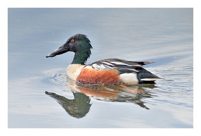 Northern Shoveller