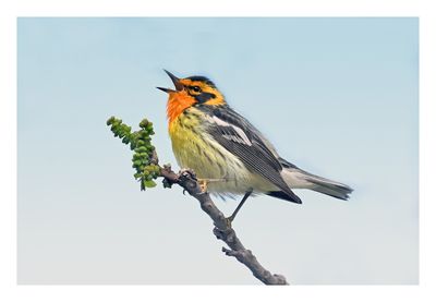 Blackburnian Warbler