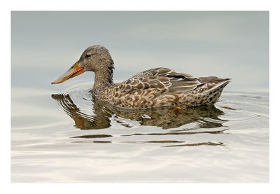 Northern Shoveler